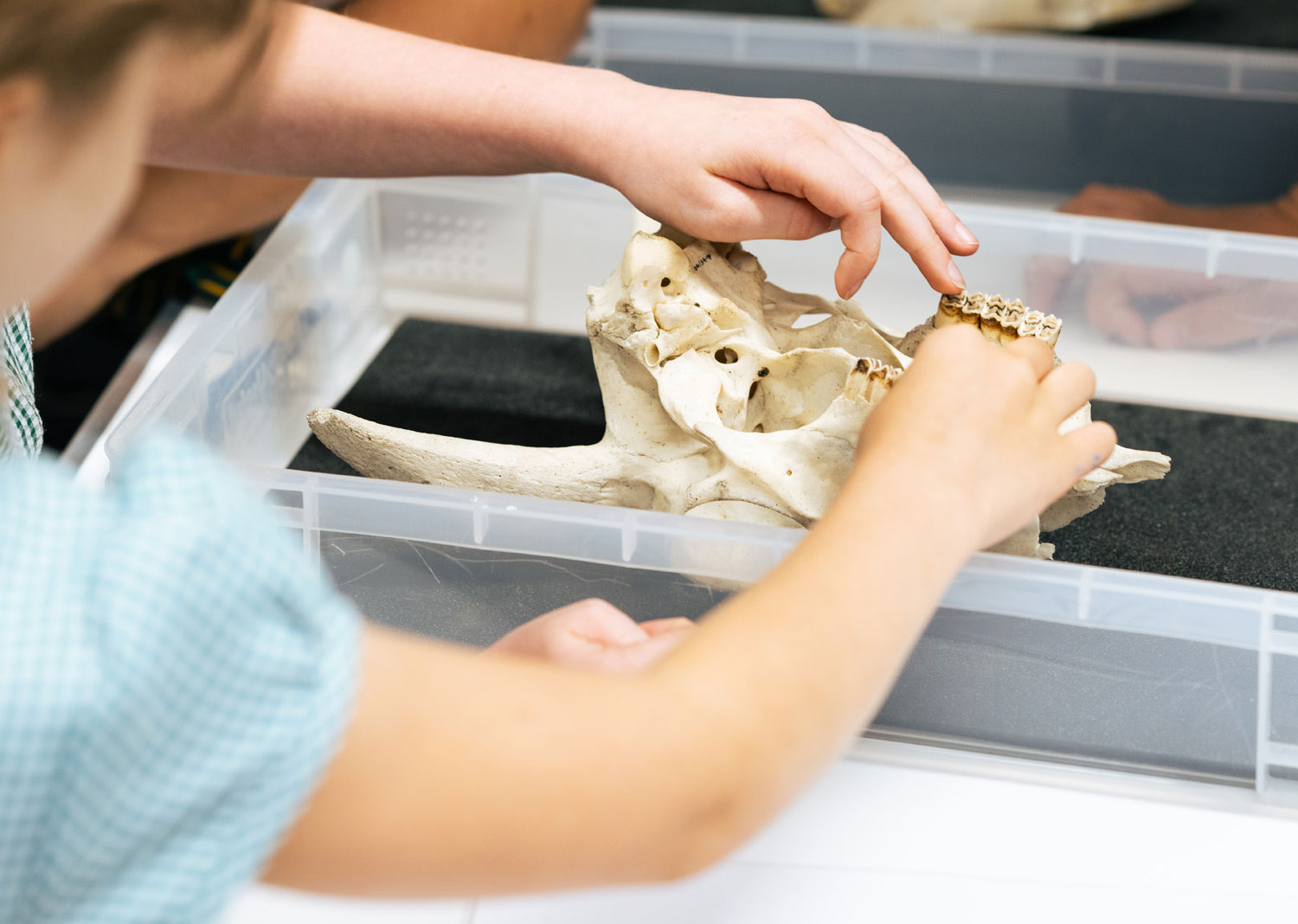 A7R09461b Pupils are cast as palaeontologists