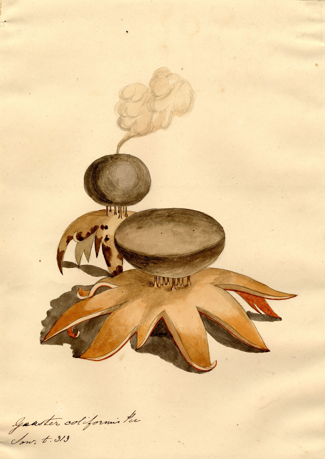 Botanists option 1