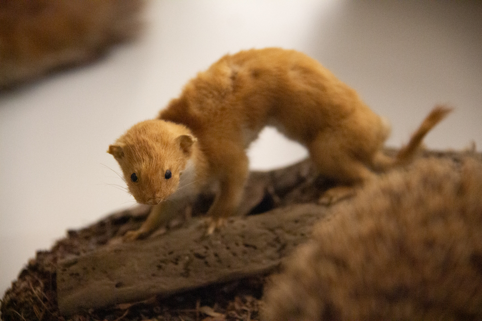 IMG_1753 Ferret