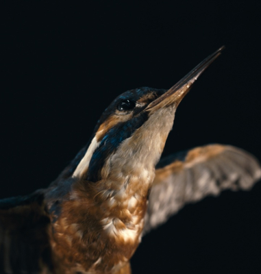 Kingfisher bird
